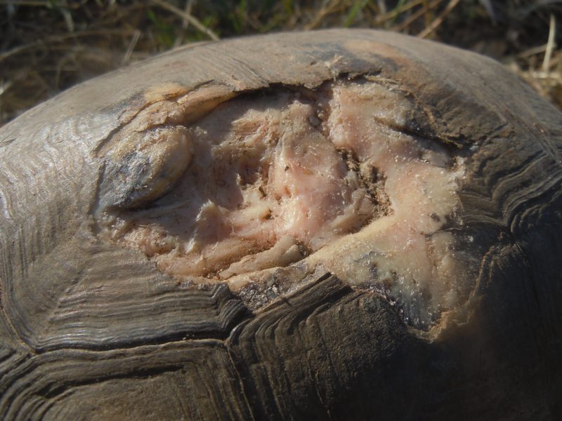 Testudo marginata...vecchissima!